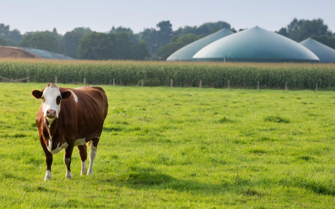Biogás: a próxima fronteira da energia renovável